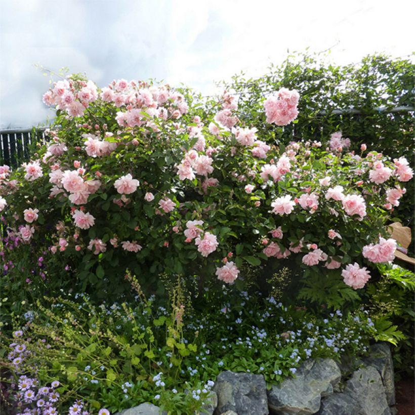 Rosa moschata Felicia - Moschus-Rose (Plant habit)