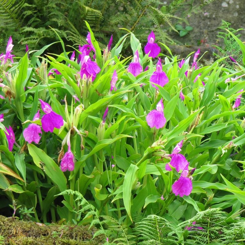 Roscoea purpurea - Scheinorchidee (Hafen)