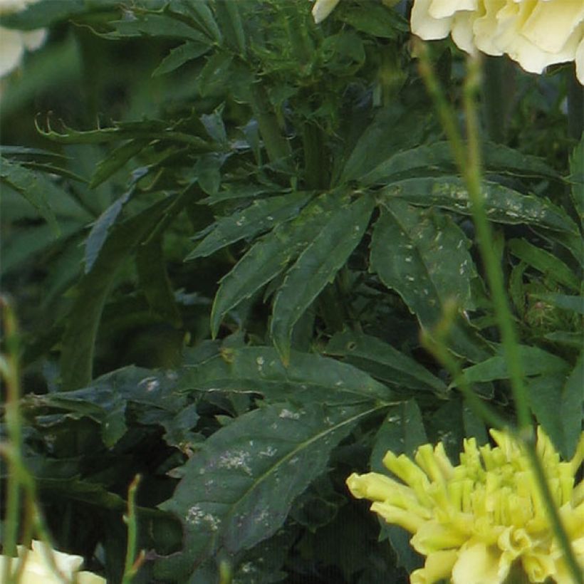 Aufrechte Studentenblume F1 Vanilla - Tagetes (Foliage)