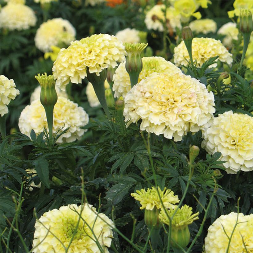 Aufrechte Studentenblume F1 Vanilla - Tagetes (Flowering)