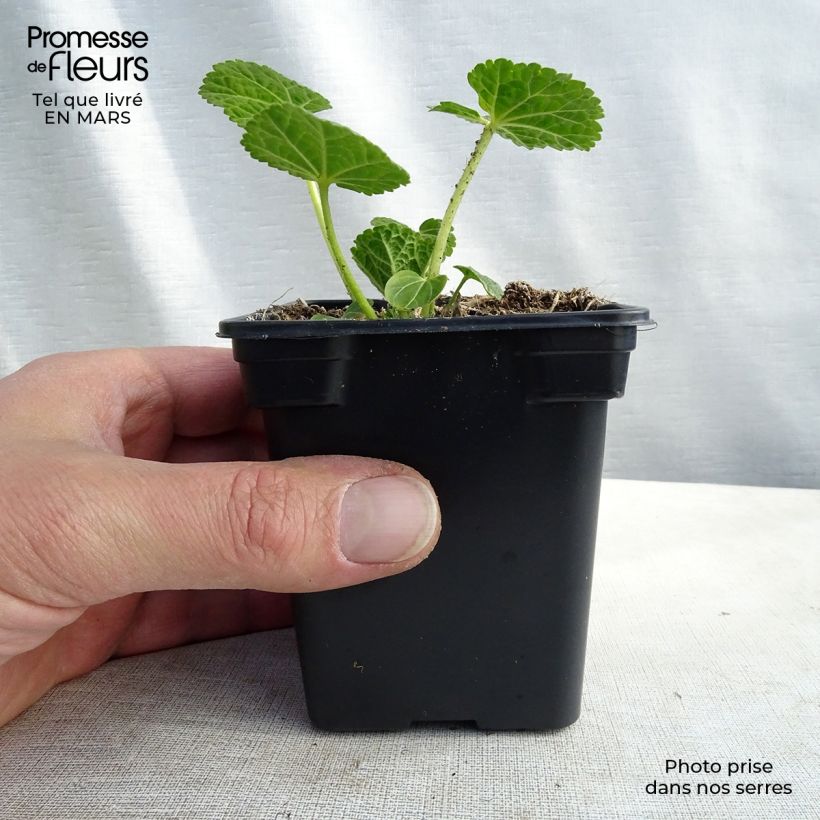 Exemplar von Alcea rosea Chater's Double White - Gewöhnliche Stockrose Kleine Töpfe von 7/8 cm wie im Winter geliefert