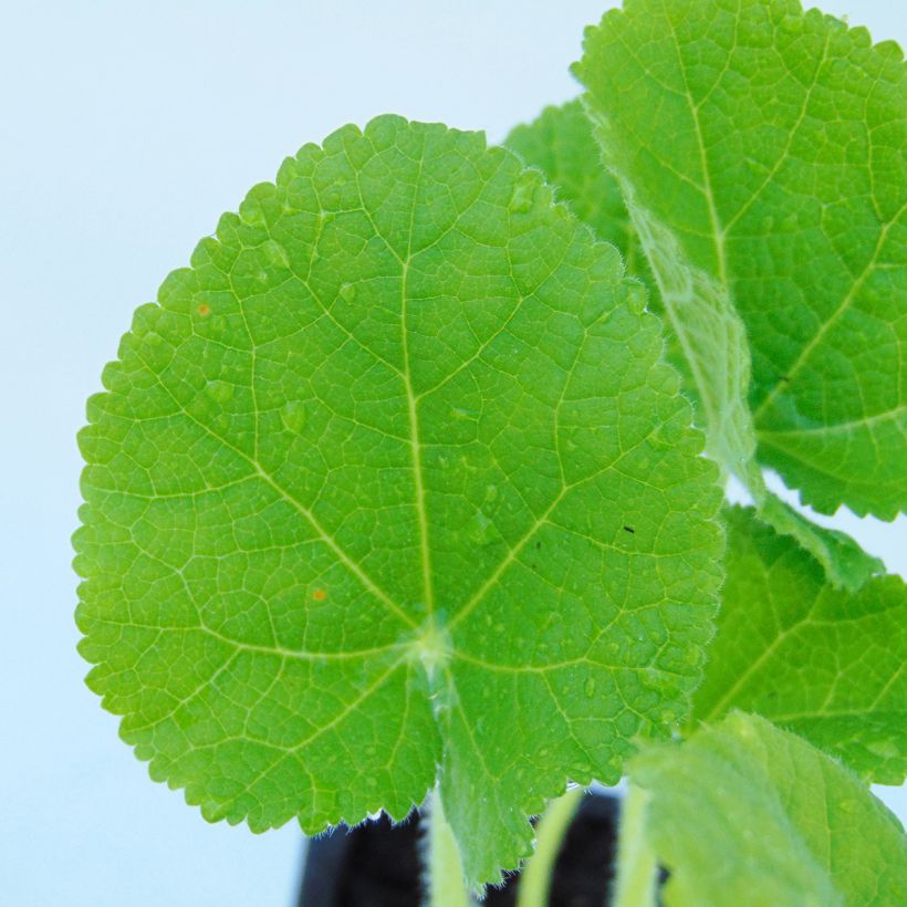 Alcea rosea Chater's Double Yellow - Gewöhnliche Stockrose (Foliage)