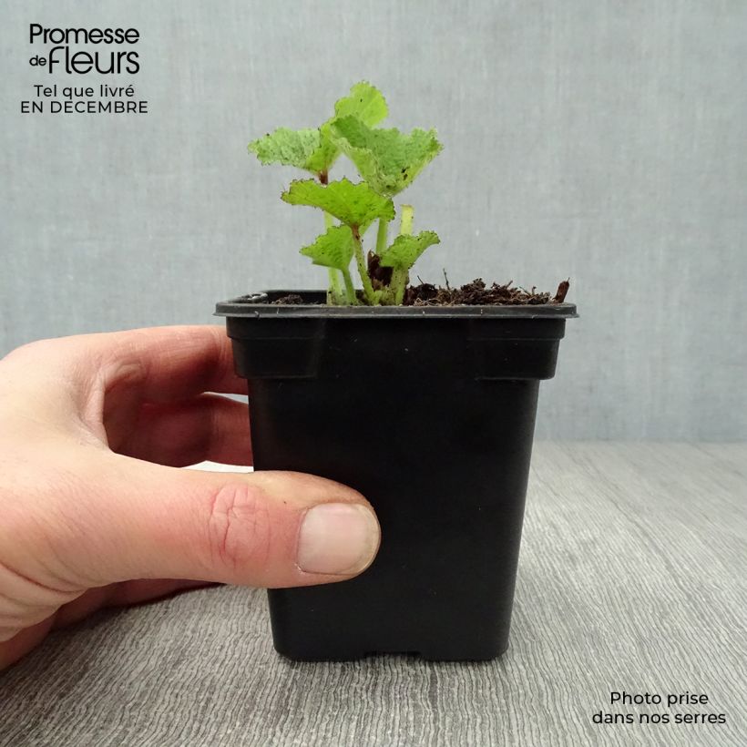 Exemplar von Alcea rosea Chater's Double Rose - Gewöhnliche Stockrose Kleine Töpfe von 7/8 cm wie im Winter geliefert