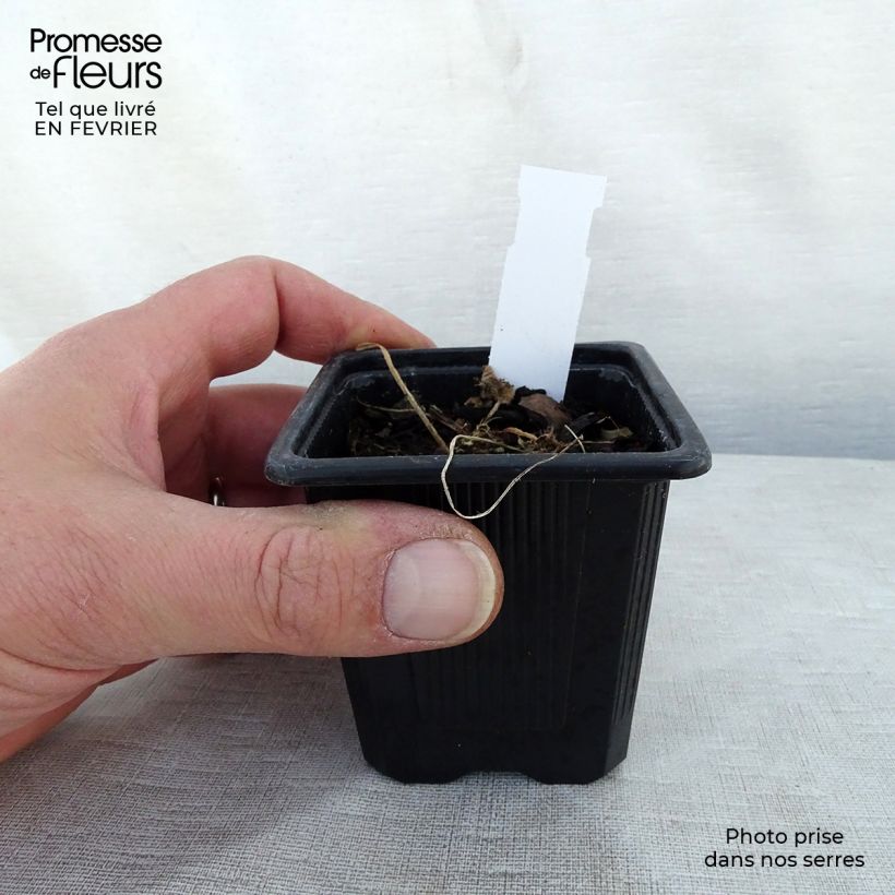 Exemplar von Alcea rosea Chater's Double Purple - Gewöhnliche Stockrose Kleine Töpfe von 8/9 cm wie im Winter geliefert