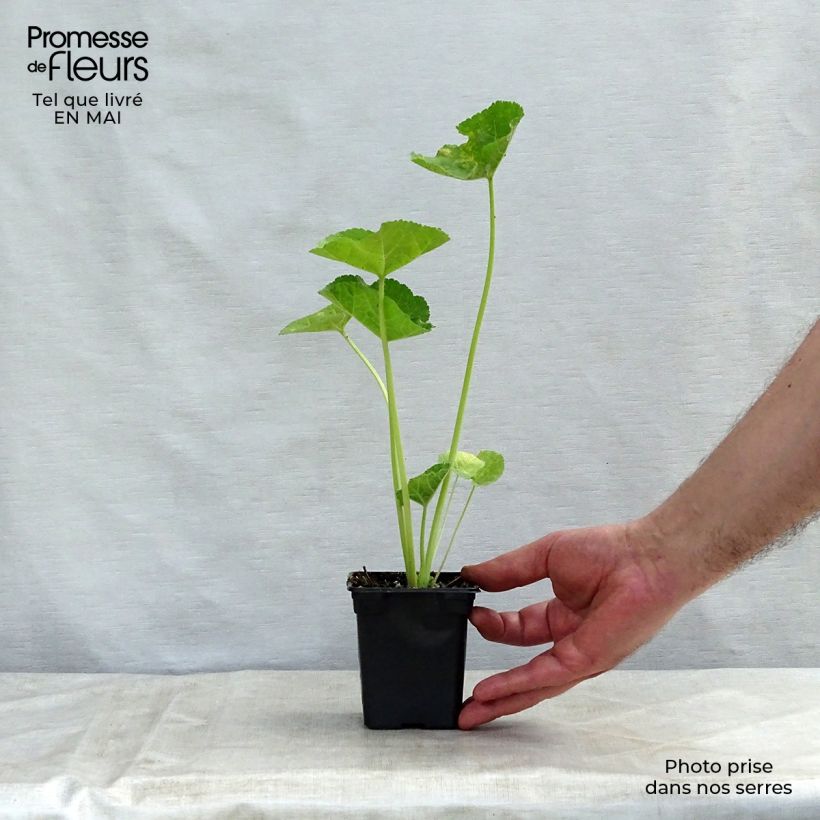 Exemplar von Alcea rosea Chater's Double Salmon - Gewöhnliche Stockrose Kleine Töpfe von 7/8 cm wie im Frühjahr geliefert