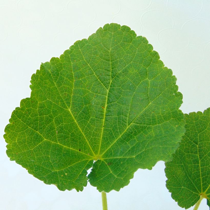 Alcea rosea Chater's Double Rose - Gewöhnliche Stockrose (Foliage)