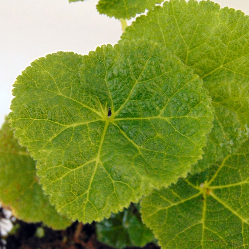 Alcea rosea Mars Magic - Gewöhnliche Stockrose (Foliage)