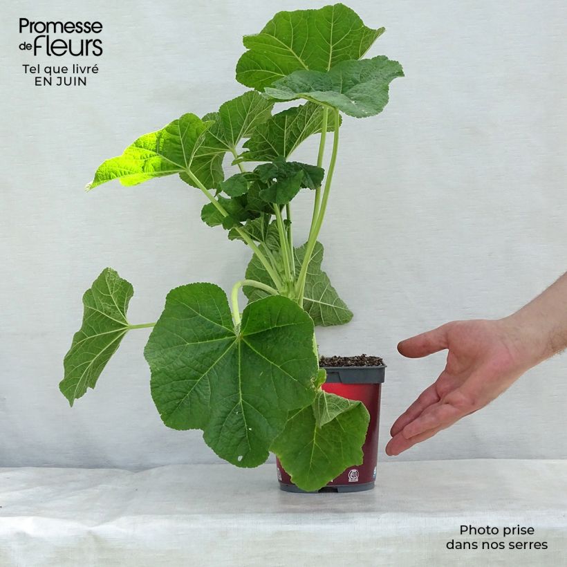 Example of Alcea rosea Pleniflora Rouge - Gewöhnliche Stockrose Topf mit 2L/3L as you get in ete