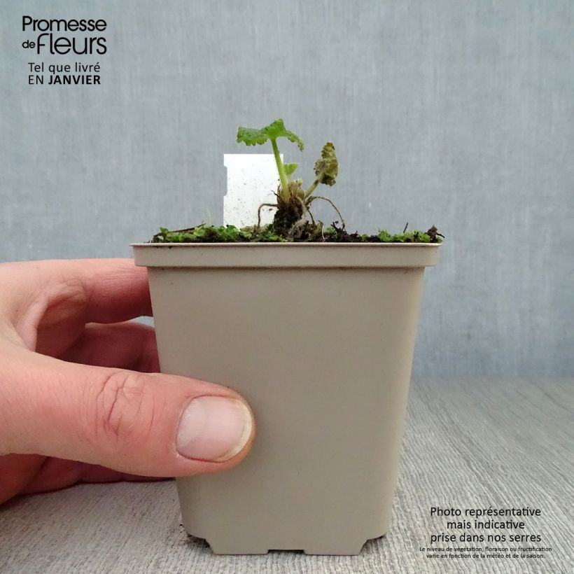 Exemplar von Alcea rosea Sunshine - Gewöhnliche Stockrose Kleine Töpfe von 8/9 cm wie im Winter geliefert