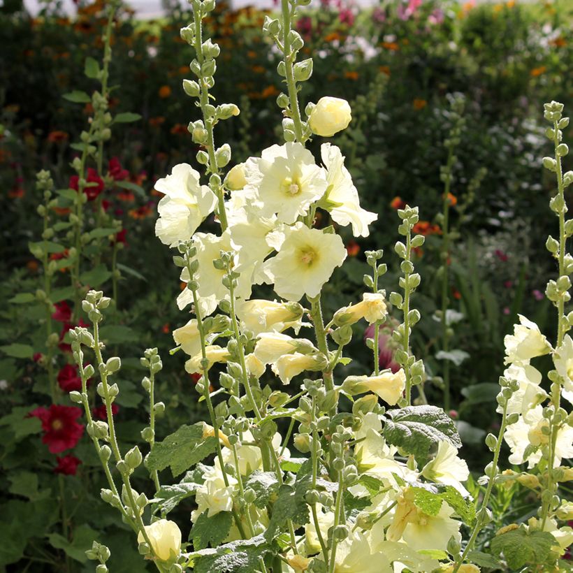 Alcea rosea Sunshine - Gewöhnliche Stockrose (Plant habit)