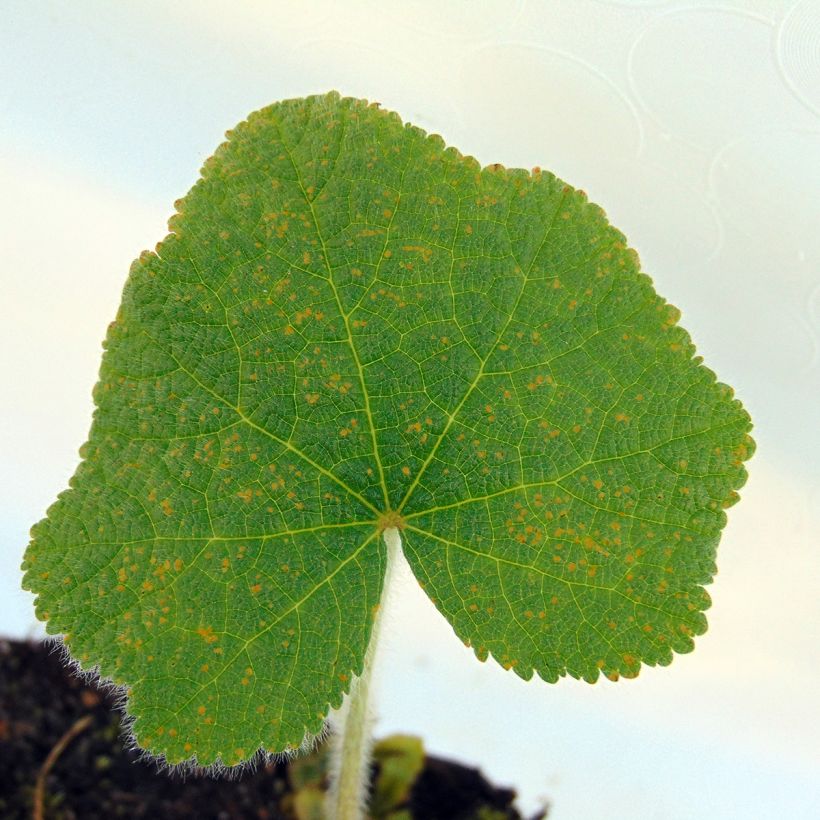 Alcea rugosa - Gewöhnliche Stockrose (Foliage)