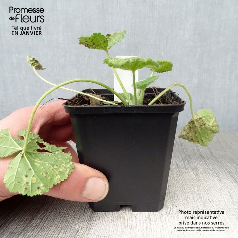 Exemplar von Alcea rugosa - Gewöhnliche Stockrose Kleine Töpfe von 8/9 cm wie im Winter geliefert