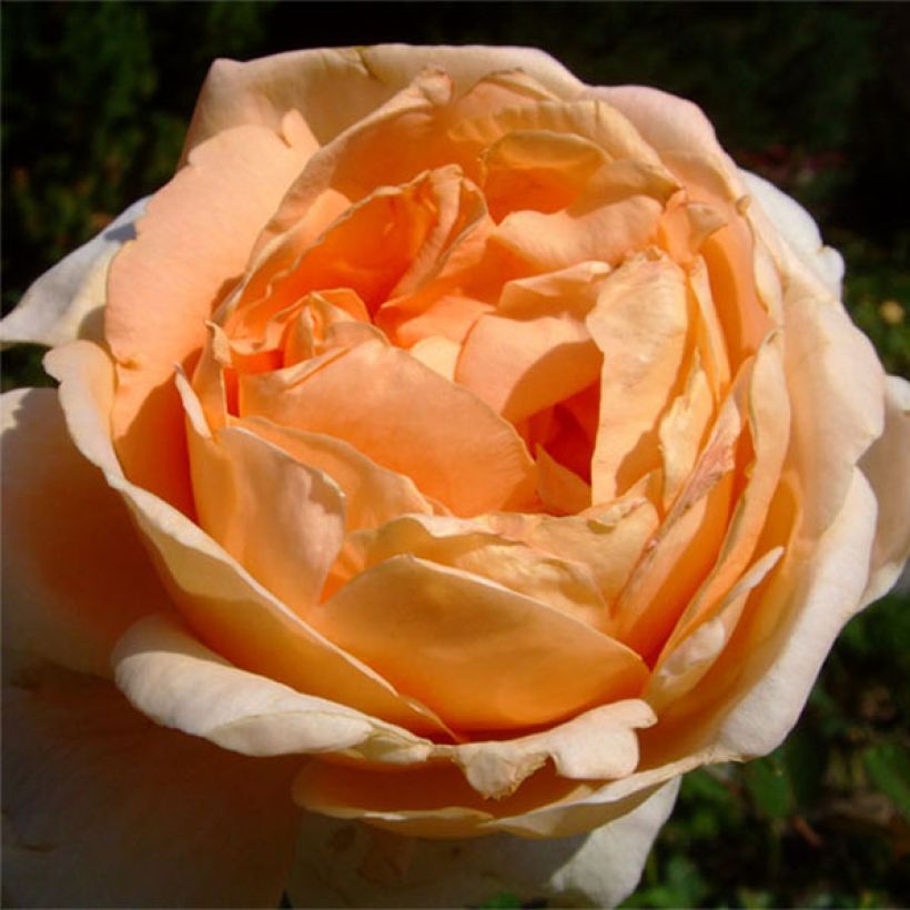Rosa Abbaye de Cluny - Edelrose (Flowering)