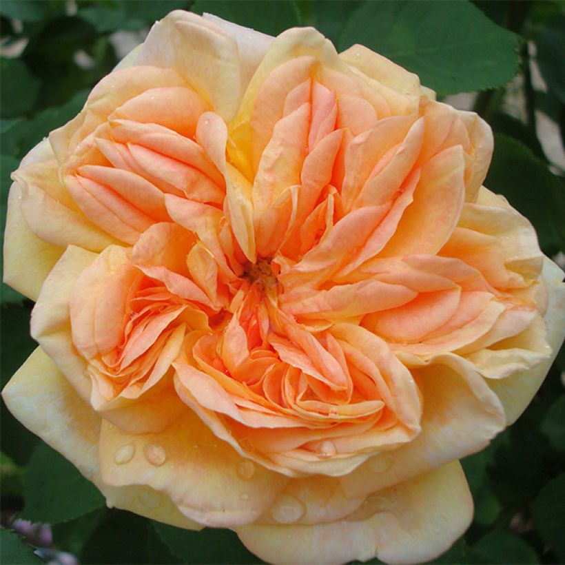 Rosa Alchymist - Kletterrose (Flowering)