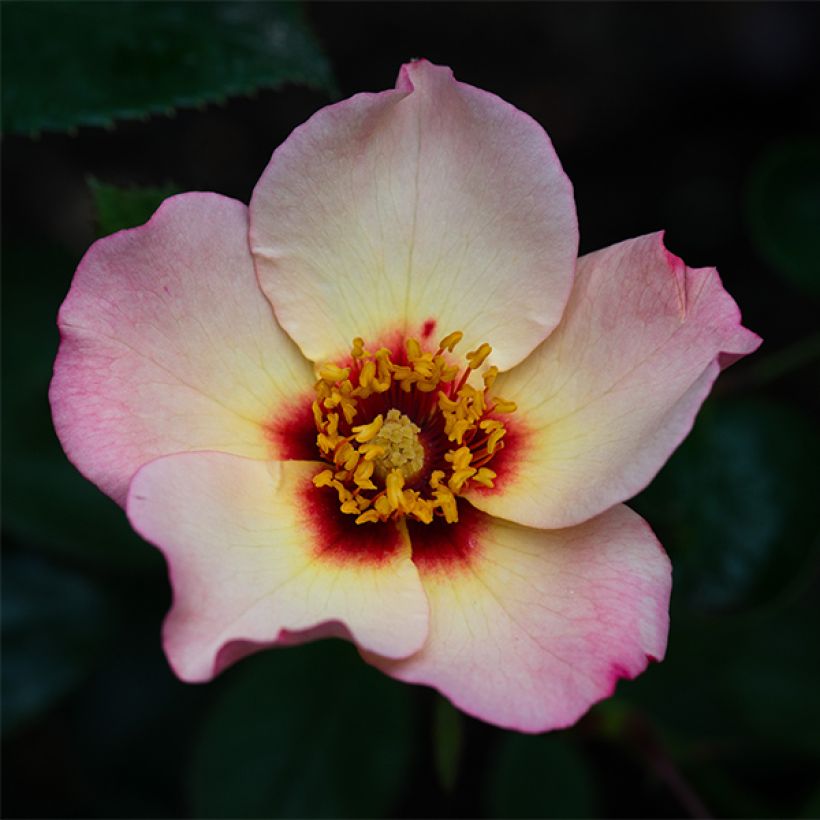 Rosa persica Alissar Princess of Phoenicia - Persische Rose (Flowering)