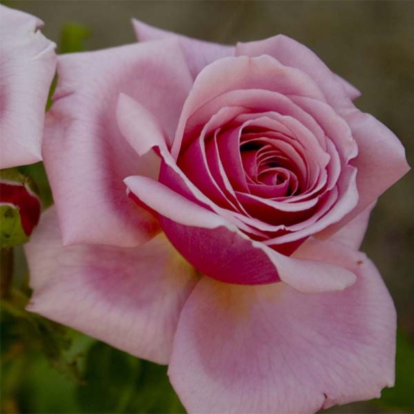 Rosa Aloha ancien - Kletterrose (Flowering)