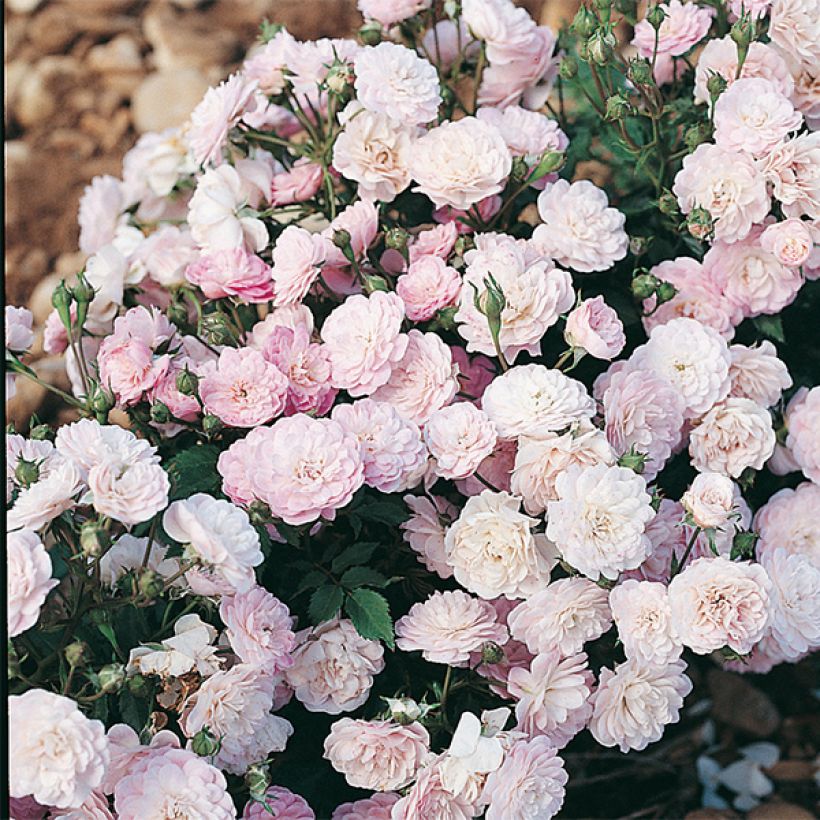 Rosa polyantha Gloire des Polyanthas - Historische Rose (Flowering)