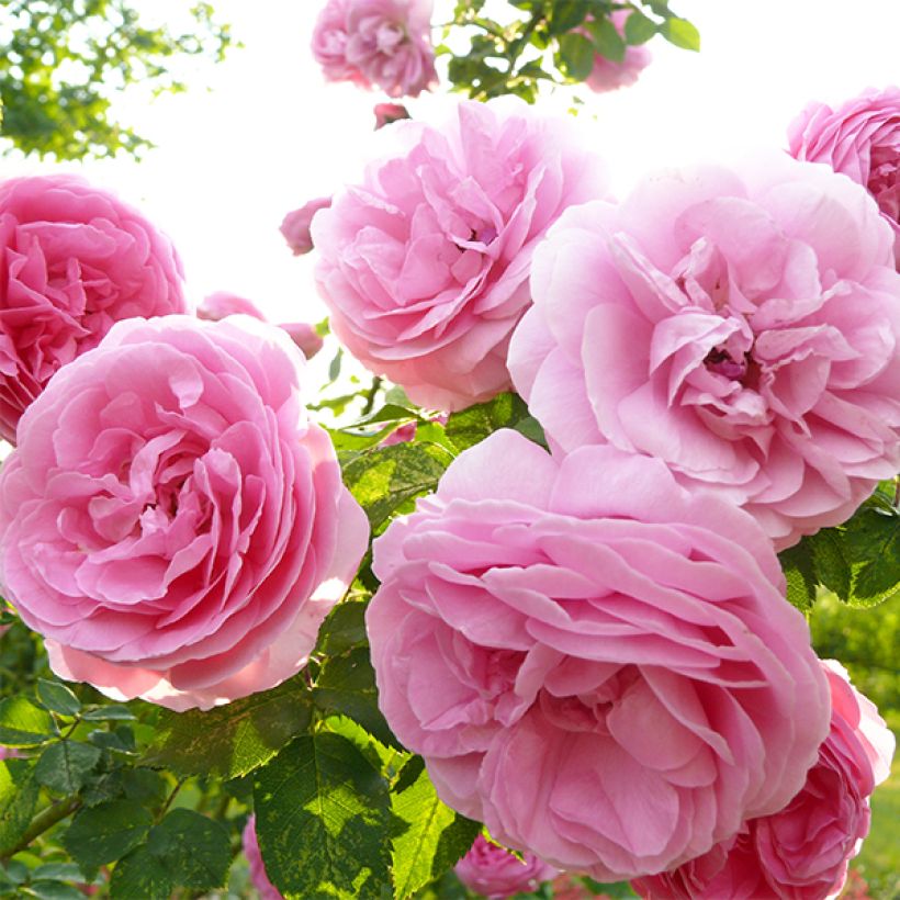 Rosa Louise Odier - Historische Rose (Flowering)