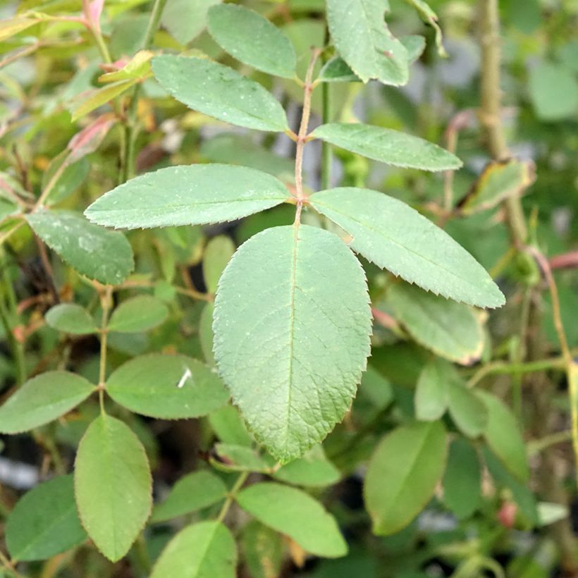 Rosa Fragrant Old purple - Englische Rose (Foliage)
