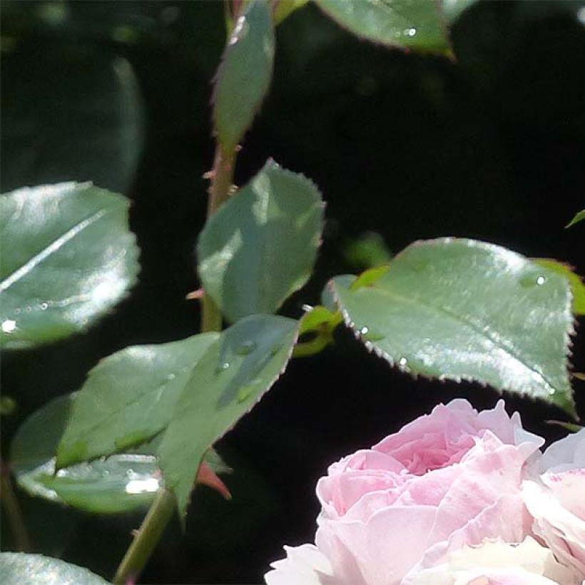 Rosa Mariatheresia - Beetrose (Foliage)