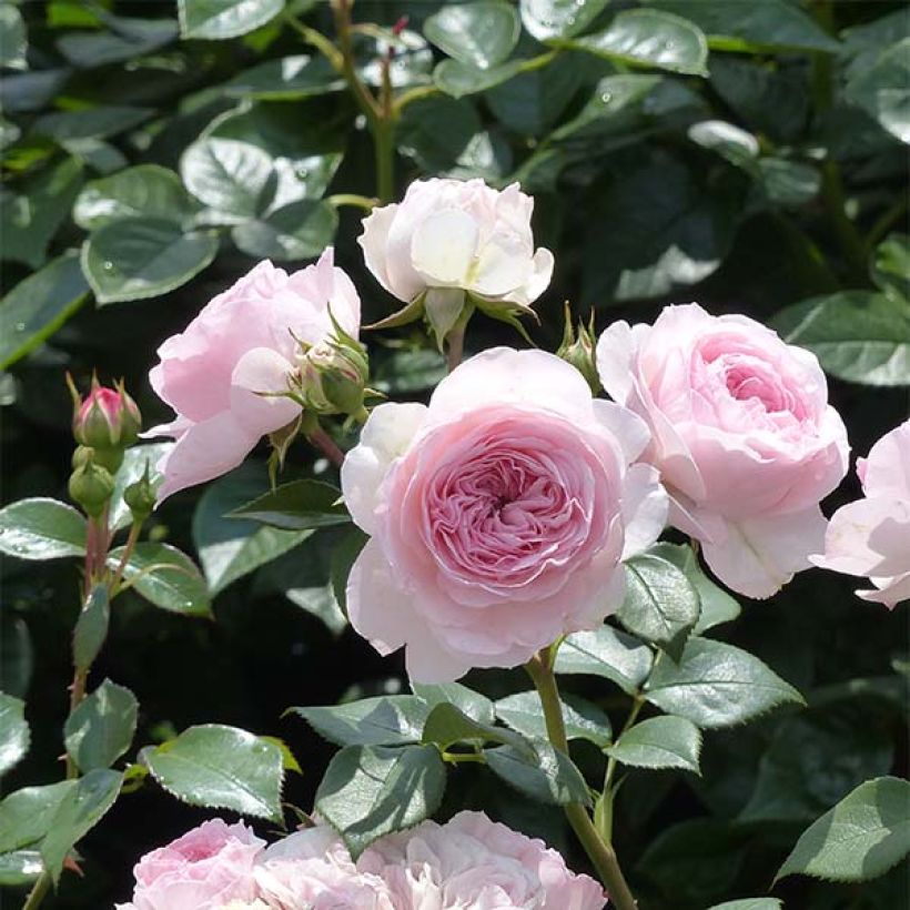 Rosa Mariatheresia - Beetrose (Flowering)