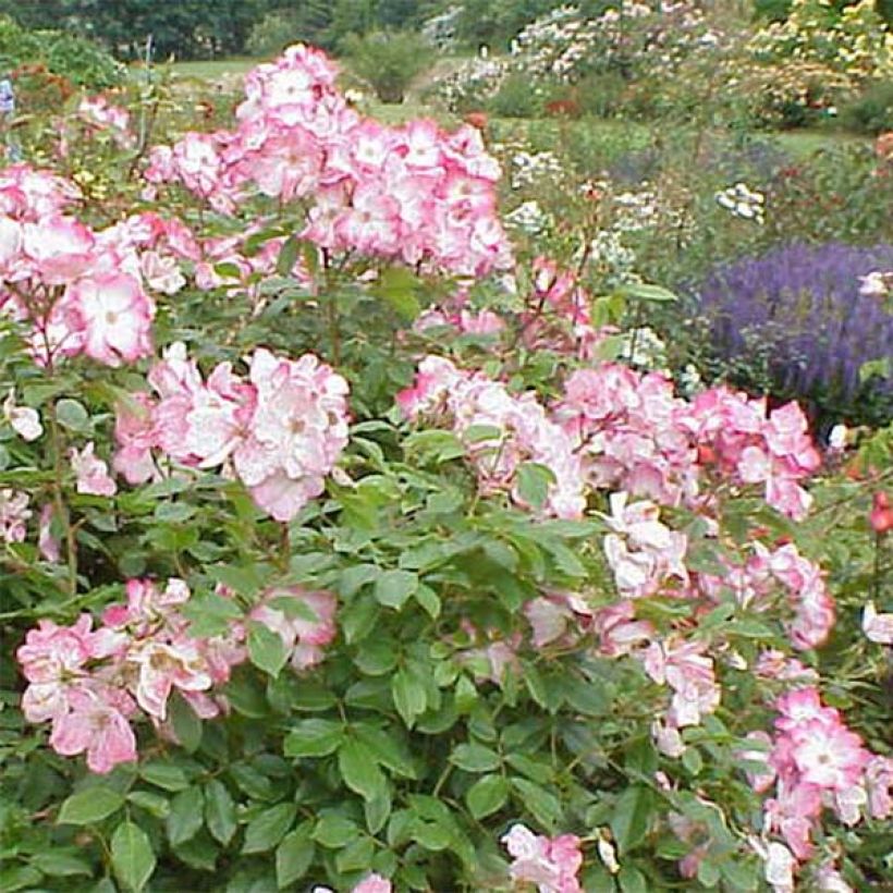 Rosa Rush lenmobri - Beetrose (Flowering)