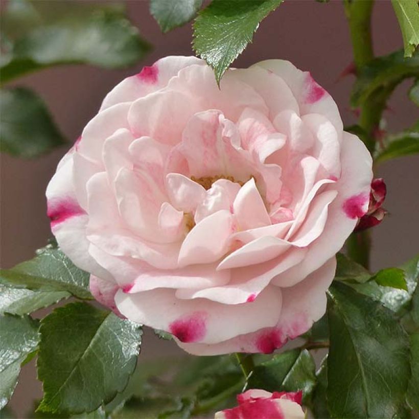 Rosa Rosenstadt Freising - Beetrose (Flowering)