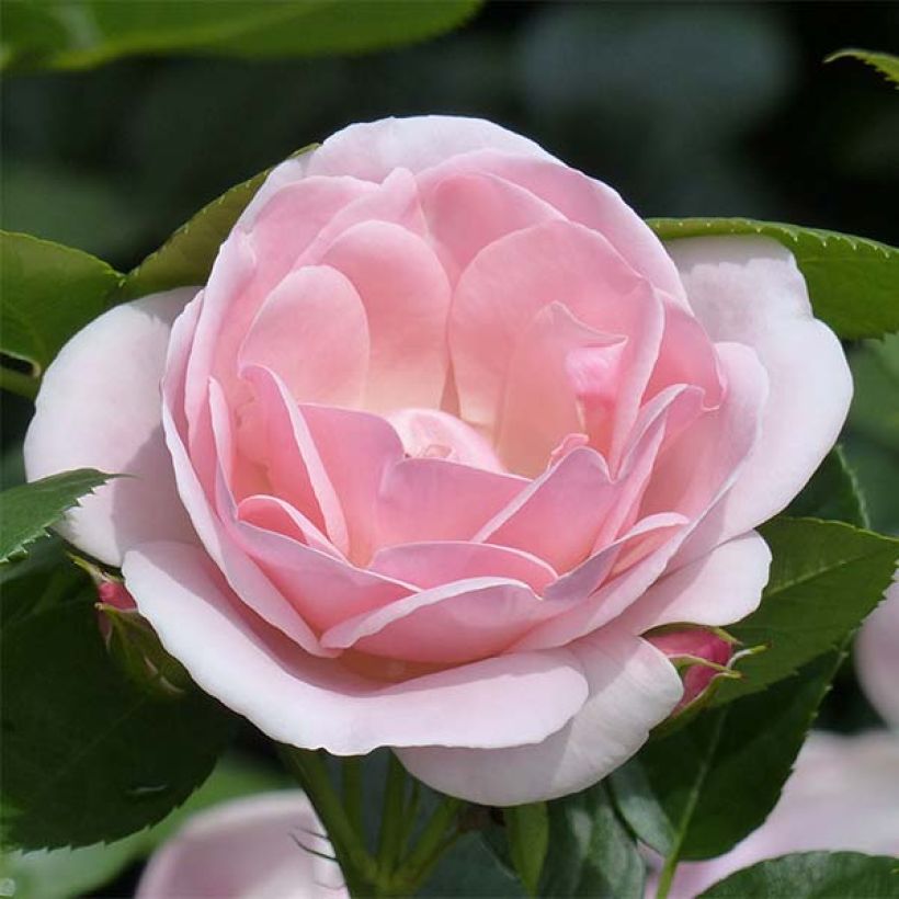 Rosa Astrid Lindgren - Beetrose (Flowering)