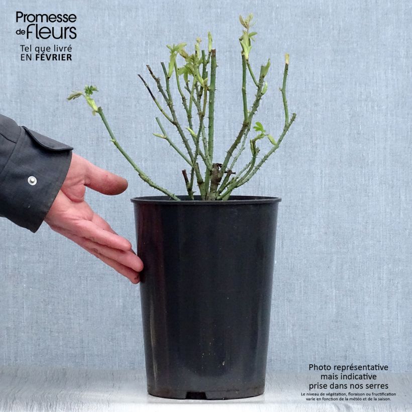 Exemplar von Rosa Rosier Baronne Prévost - Moderne Teerose Topf mit 4L/5L wie im Winter geliefert