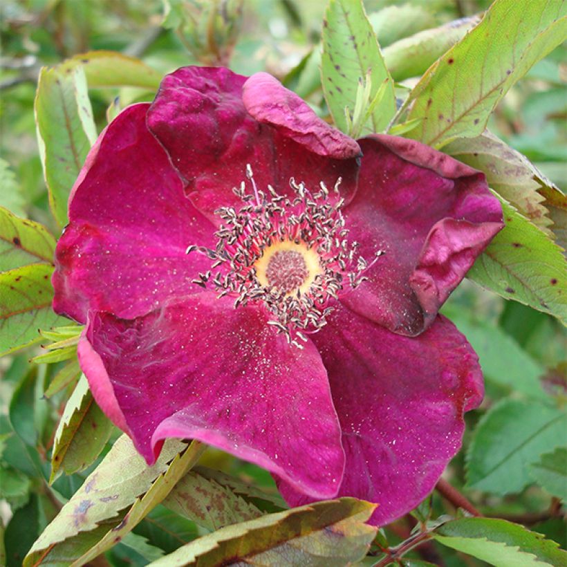Rosa rugosa Basye's Purple Rose - Apfelrose (Flowering)