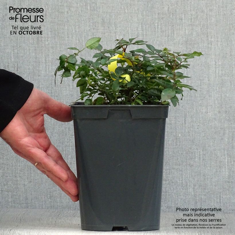 Example of Rosa polyantha Bees Paradise Fruity - Polyantha-Rose Topf mit 3L/4L as you get in automne