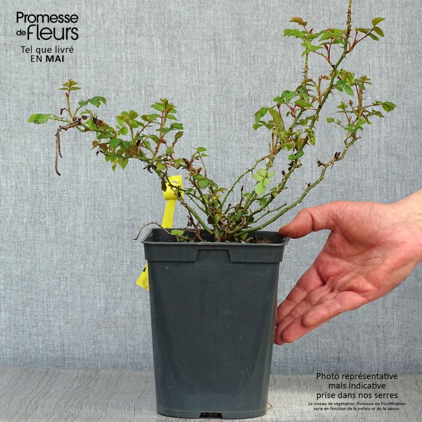 Exemplar von Rosa polyantha Bees Paradise Gelb - Polyantha-Rose Topf mit 3L/4L wie im Frühjahr geliefert