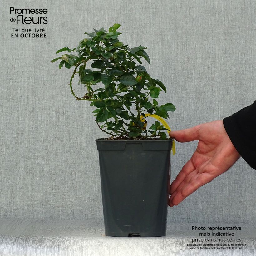 Example of Rosa polyantha Bees Paradise Mango - Polyantha-Rose Topf mit 3L/4L as you get in automne