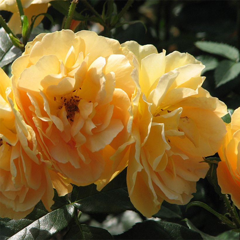 Rosa Bernstein Rose Taneitber - Beetrose (Flowering)