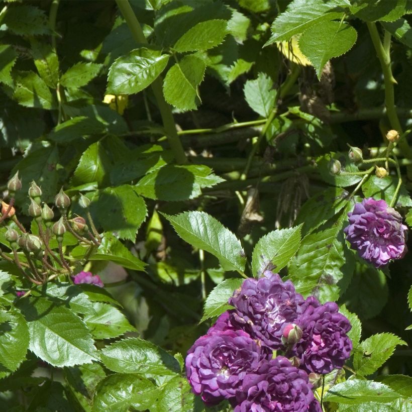 Rosa multiflora Bleu Magenta - Polyantha-Rose (Foliage)