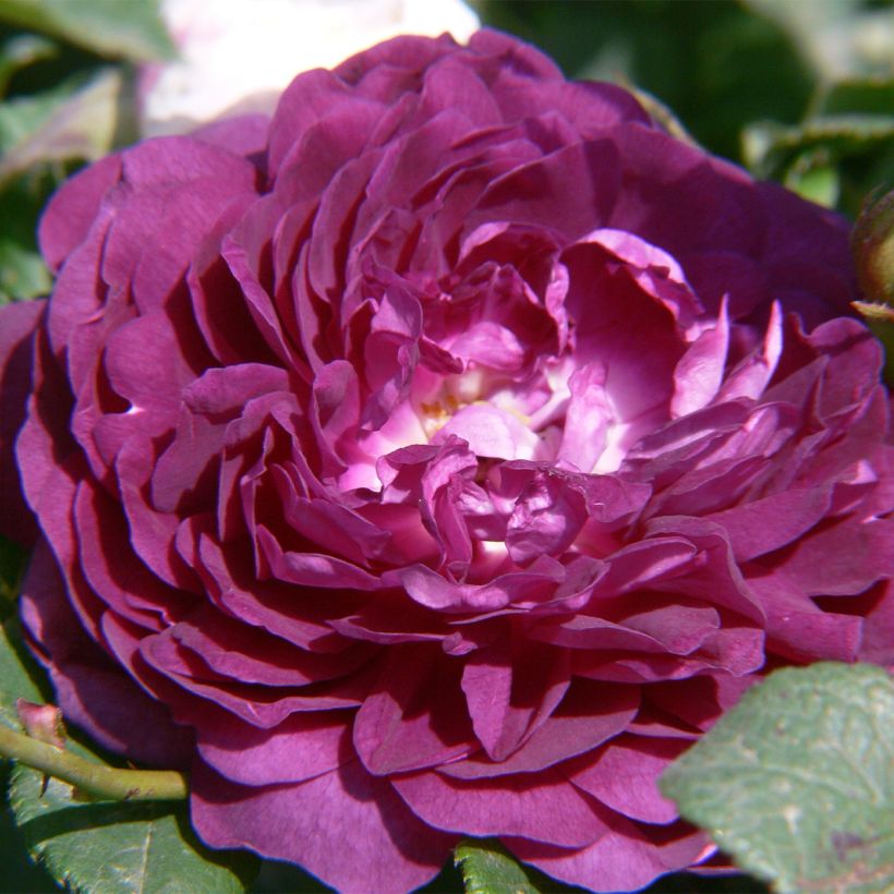 Rosa multiflora Bleu Magenta - Polyantha-Rose (Flowering)
