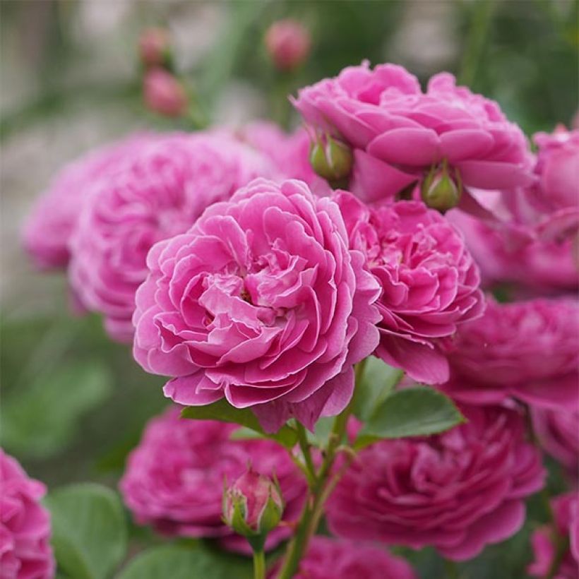 Rosa Blue Boy - Beetrose (Flowering)