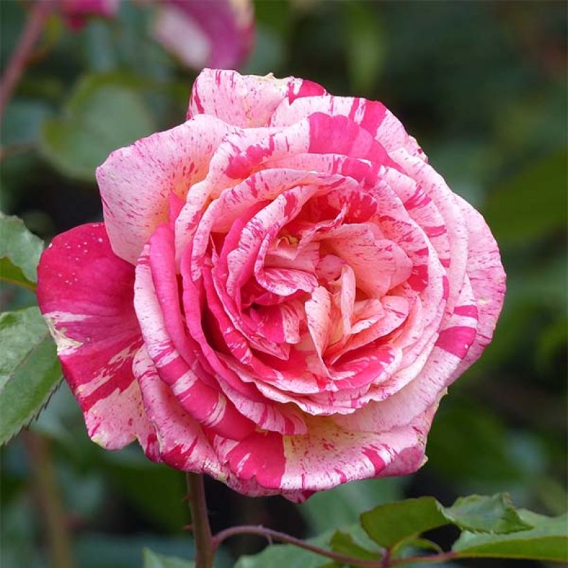 Rosa Broceliande - Edelrose (Flowering)