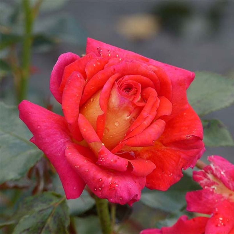 Rosa Parfum de Grasse - Edelrose (Flowering)