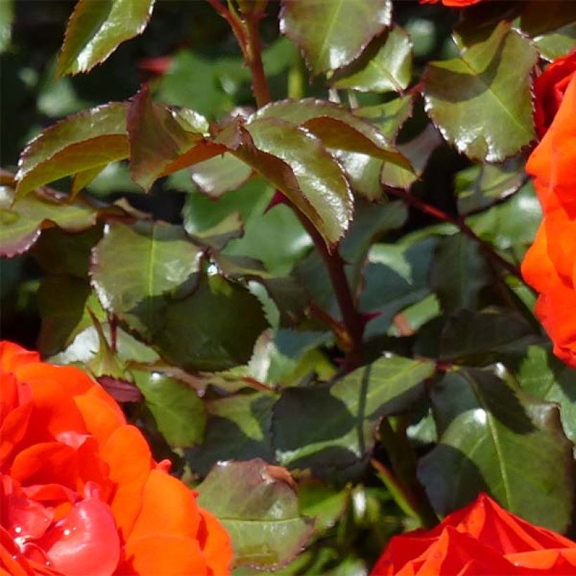 Rosa Remembrance - Beetrose (Foliage)