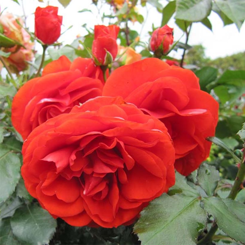 Rosa Remembrance - Beetrose (Flowering)