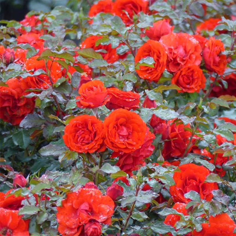 Rosa Remembrance - Beetrose (Plant habit)