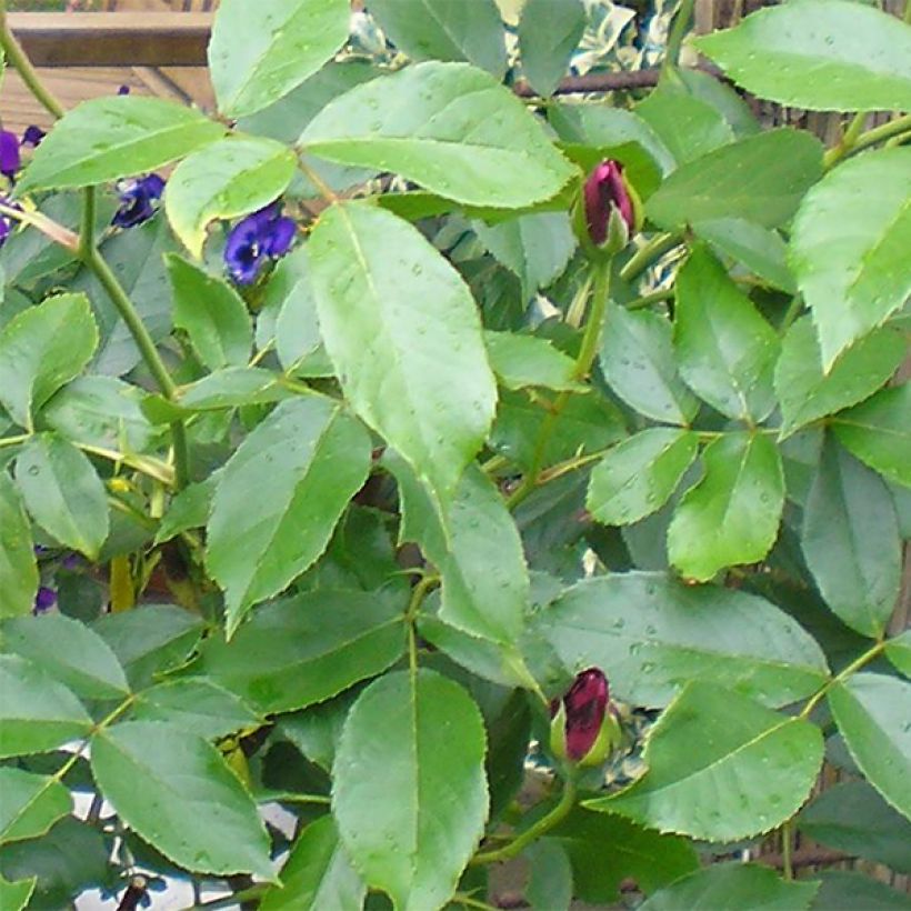 Rosa Burgundy Ice - Beetrose (Foliage)