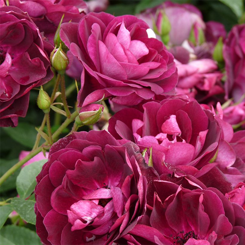 Rosa Burgundy Ice - Beetrose (Flowering)