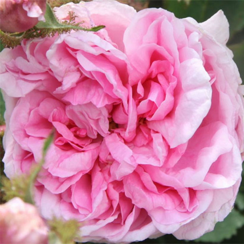 Rosa centifolia Muscosa - Moos Rosen (Flowering)