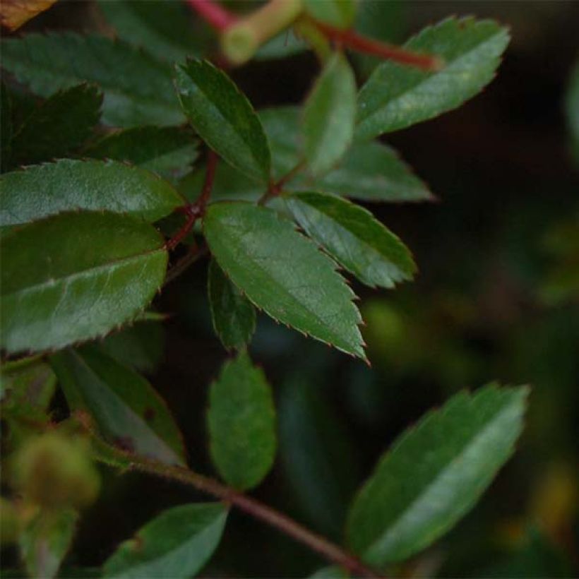 Rosa Nozomi - Bodendecker-Rose (Foliage)