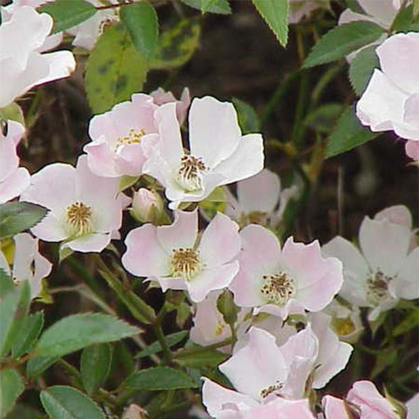 Rosa Nozomi - Bodendecker-Rose (Flowering)