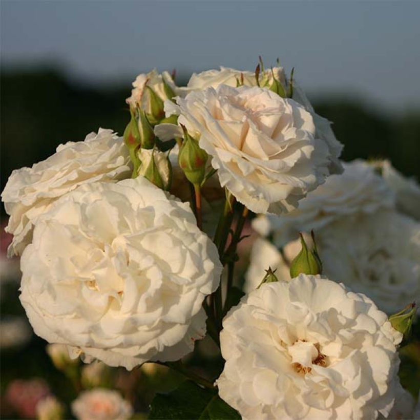 Rosa Swany - Bodendecker-Rose (Flowering)