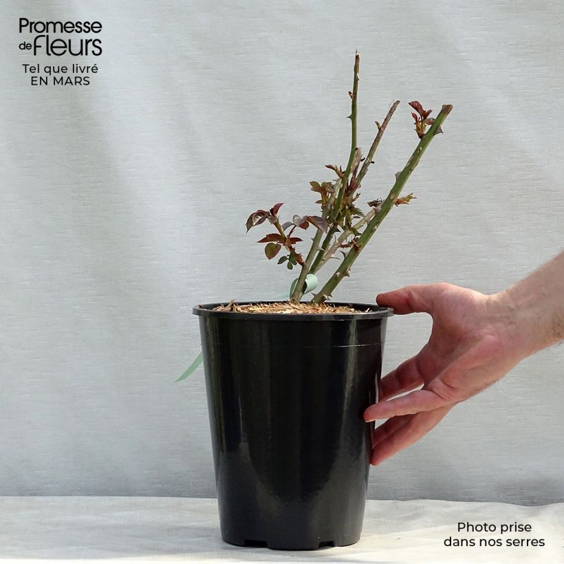 Exemplar von Rosa Abraham Darby - Englische Rose Topf mit 4L/5L wie im Frühjahr geliefert