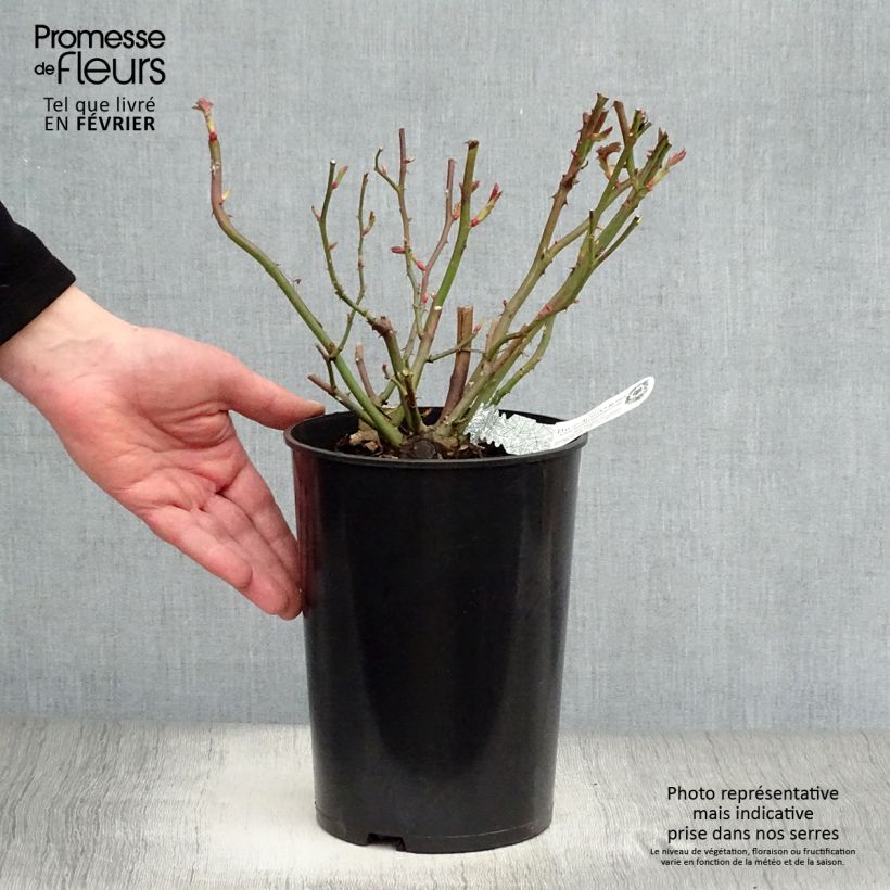 Exemplar von Rosa Albrighton Rambler - Austin Rambler-Rose Topf mit 4L/5L wie im Winter geliefert